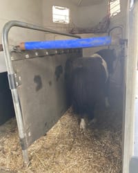 Перевозка пони