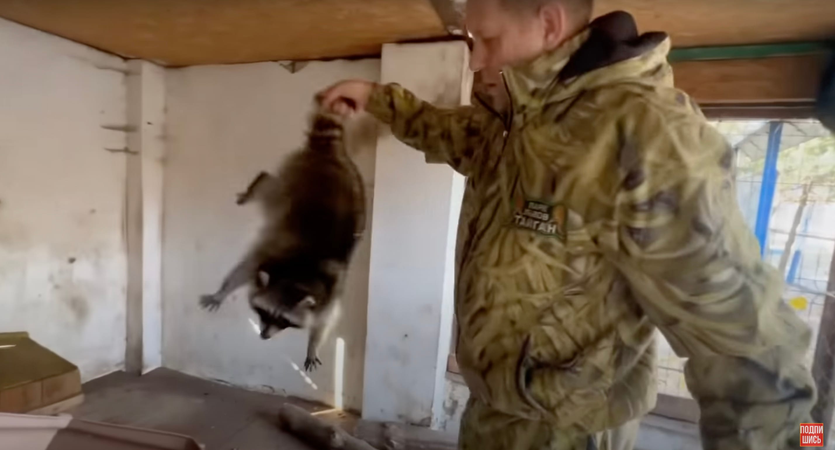 Опубликовано видео кражи енота, ламы и ослика из Херсонского зоопарка