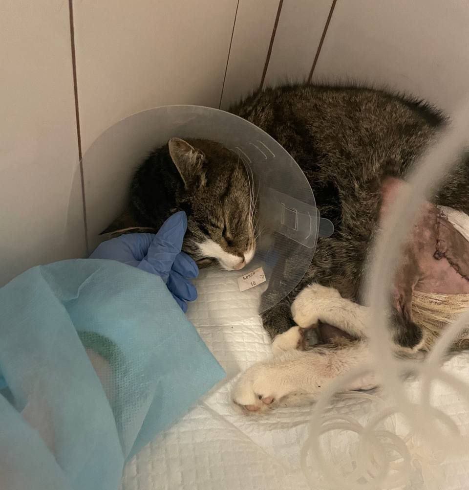 Тверское МВД возбудило дело об изнасиловании кота. Его состояние стабильно тяжелое