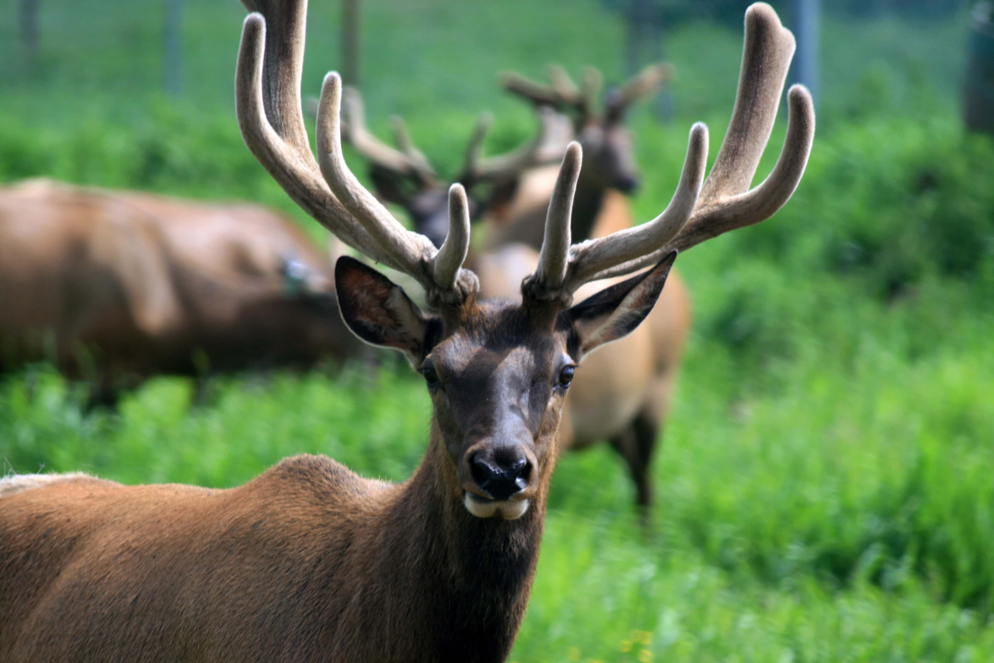 Россия будет поставлять в Китай маралов и их рога, из которых делают снадобья традиционной китайской медицины