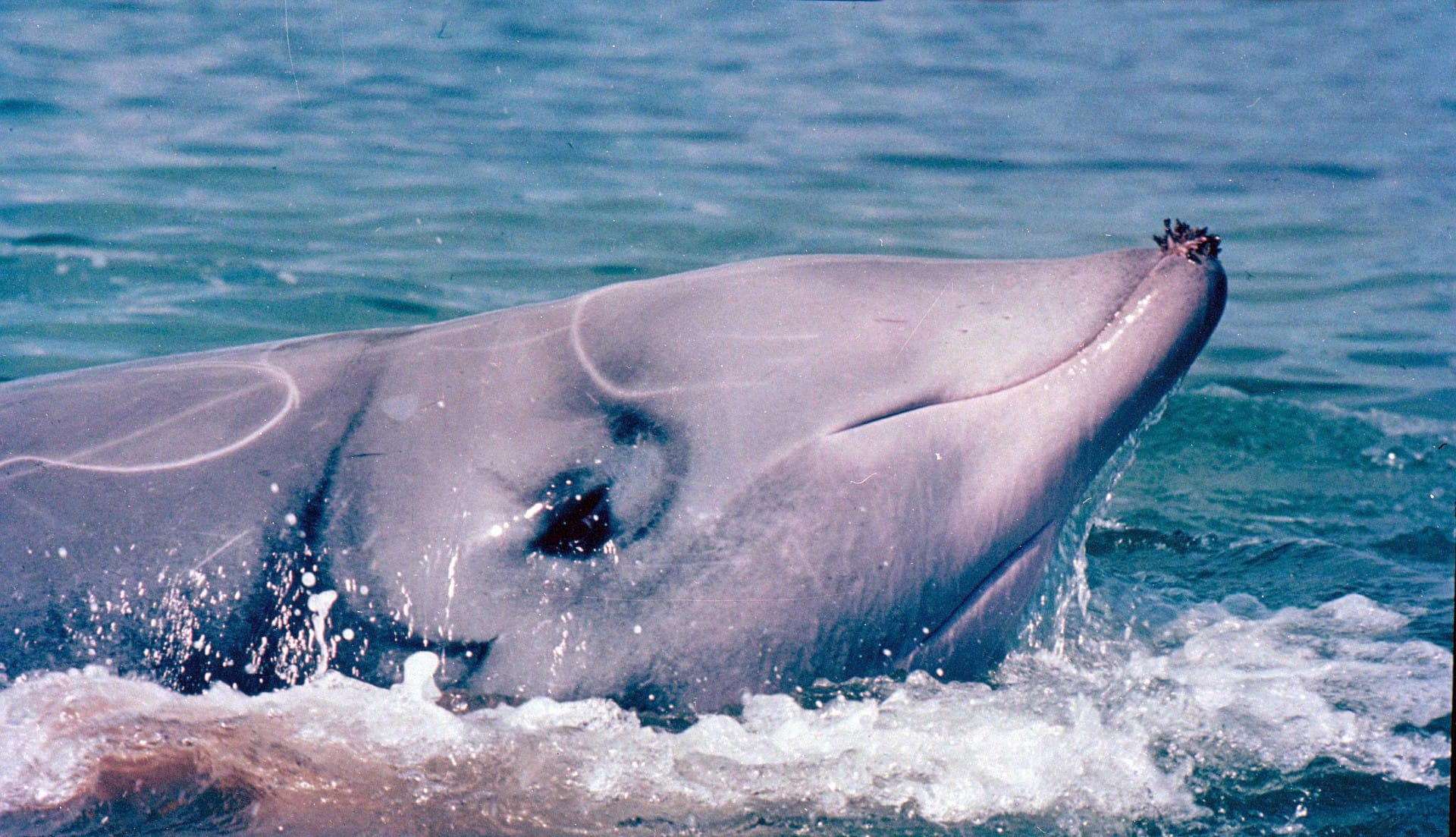 Ученые обнаружили у берегов Мексики неизвестных китов. Вероятно, это новый вид