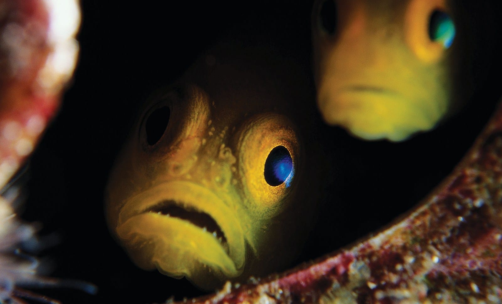 Сказка о рыбаке и Рыбке: Скандал как отражение меняющейся социальной нормы